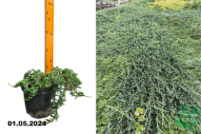 Можжевельник горизонтальный Вилтони (Juniperus horyzontalis Wiltonii) С3