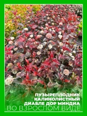 Пузыреплодник калинолистный Диабле ДOр Миндиа