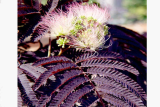 Альбиция ленкоранская Саммер Чоклэт (Albizia julibrissin Summer Chocolate) С3