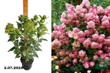 Гортензия метельчатая Пинклайт (Hydrangea paniculata Pinklight) С3