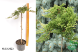 Можжевельник горизонтальный Принц Уэльский (Juniperus horizontalis Prince of Wales) (штамб 60-70) С3