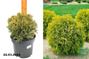 Туя западная Мирьям (Thuja occidentalis Mirjam) С5