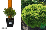 Туя западная Даника (Thuja occidentalis Danica) Р9 а