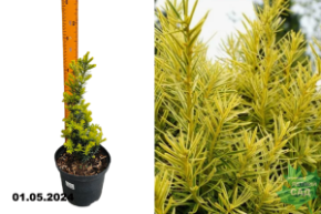 Тисс ягодный Драфт Брайт Голд (Taxus baccata Dwarf Bright Gold) С2,5