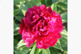 Пион травянистый Матильда Льюис (Paeonia Mathilda Lewis) С5