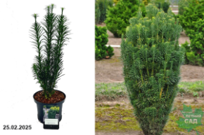 Cephalotaxus harringtonia Fastigiata