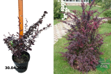Барбарис оттавский Суперба (Berberis ottawensis Superba) С3.