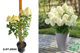 Гортензия метельчатая Вайтлайт (Hydrangea paniculata Whitelight) С3