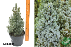 Ель канадская Сандерс Блю (Рicea glauca Sanders Blue) С5 д+