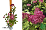 Гортензия древовидная Руби Аннабель (Hydrangea arborescens Ruby Annabelle) С3