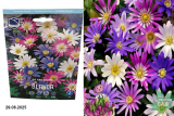 Анемона Бланда (Anemone Blanda Mixed) 25шт/уп