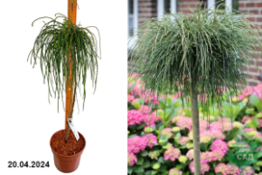 Туя складчатая Випкорд штамб С51