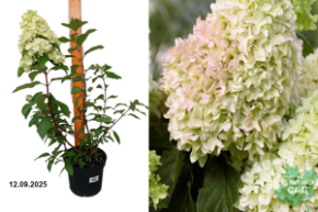 гортензия панорама