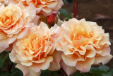 Роза шраб Карамелла (Rosa Shrub Caramella) С7