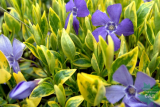 Барвинок малый Ауреовариегата (Vinca minor Aureovariegata) С2