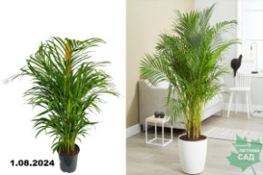 Хризолидокарпус Лутесценс