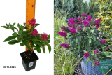 Буддлея Давида Баттерфляй Канди Литтл Руби (Buddleja Davidii Butterfly Candy Little Ruby) Р9 лс