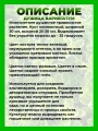 Душица обыкновенная Вариегатум