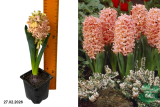 Гиацинт микс (Hyacinth Jem) С1