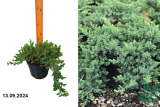 Можжевельник прибрежный Блю Пасифик (Juniperus conferta Blue Pacific) С3 аг