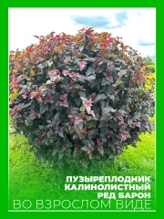 Пузыреплодник калинолистный Ред Барон