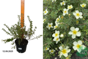 лапчатка абетсвуд