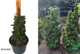 Туя западная Примо (Thuja occidentalis Primo) С2,5
