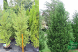 Купрессоципарис Лейланда Кастевеллан (Cupressocyparis leylandii) С20