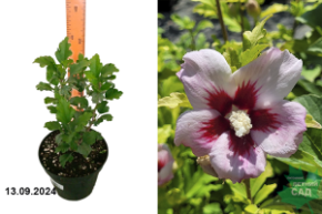 Гибискус сирийский Шинтаянг С31