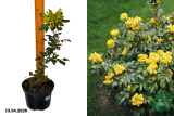 Магония падуболистная (Mahonia aquifolium) С3 х
