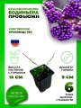 Красивоплодник бодиньера Профьюжн