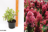 Гортензия метельчатая Даймонд Руж (Hydrangea paniculata Diamond Rouge) С3