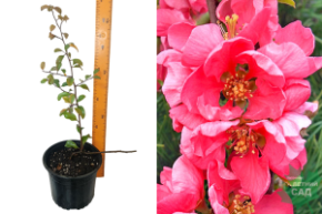 айва пинк леди