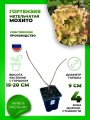 Гортензия метельчатая Мохито