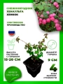 Снежноягодник Хенаульта Хенкок