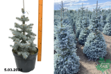 Ель колючая Хупси (Picea pungens Hoopsii) С10