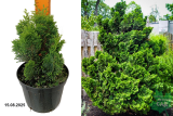 Кипарисовик тупой Нана Грацилис (Chamaecyparis obtusa Nana Gracilis) С2 х