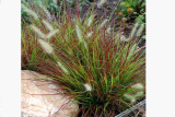 Пеннисетум лисохвостный Бургунди Банни (Pennisetum alopecuroides Burgundy Bunny) Р9