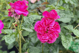 Роза английская Кейт (Rosa еnglish Kate) С6