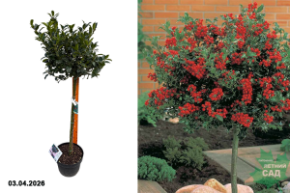 падуб мезерва блю мейд штамб