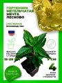Гортензия метельчатая Мечта Лесково