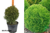 Туя западная Хозери (Thuja occidentalis Hozery) С10