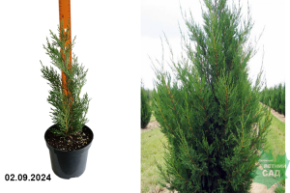 Купрессоципарис Лейланда Твидуизенден  С3