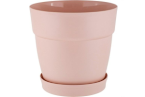 английская роза