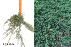 Можжевельник горизонтальный Джейд Ривер (Juniperus horizontalis Jade River) С5