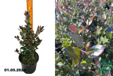 Падуб мезерва Хекенблау (Ilex meserveae Heckenblau) С3