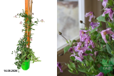 Клематис Флорис (Clematis Integrifolia) С2,5 лс