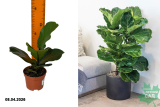 Фикус лиравидный Бамбино (Ficus lyrata Bambino) Р9