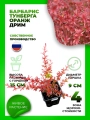 Барбарис Тунберга Оранж Дрим