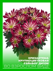 Хризантема крупноцветковая Рейнбоу Диззи